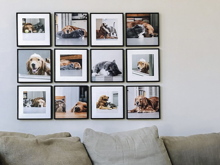 לופה בריבוע של חיות מחמד על הקיר