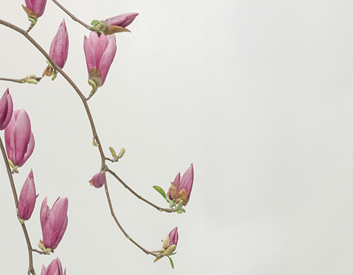 תמונת אווירה